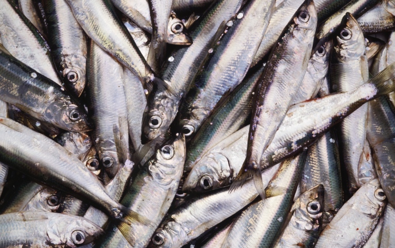 Nyfångad strömming